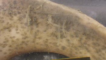 Media type: image;   Invertebrate Zoology 153118 Description: live specimen;